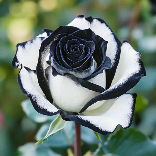 Vista 5 de Más de 265 semillas de rosas mixtas para plantar, semillas de flores tradicionales sin OMG