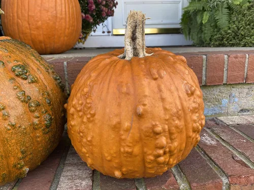 Vista 2 de Warty Goblin Jack O Lantern - Semillas prémium para plantar paquetes