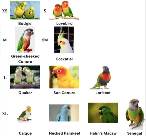 Vista 2 de Chaleco de arnés de vuelo de pájaros, traje de vuelo de loro con correa para periquitos, cacatúas, conures budgies, ropa de vuelo de pájaros