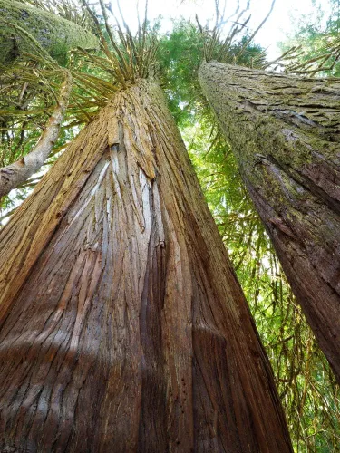 Vista 2 de 40 semillas de cedro rojo occidental para plantar - Thuja plicata - Árbol de hoja perenne de larga vida