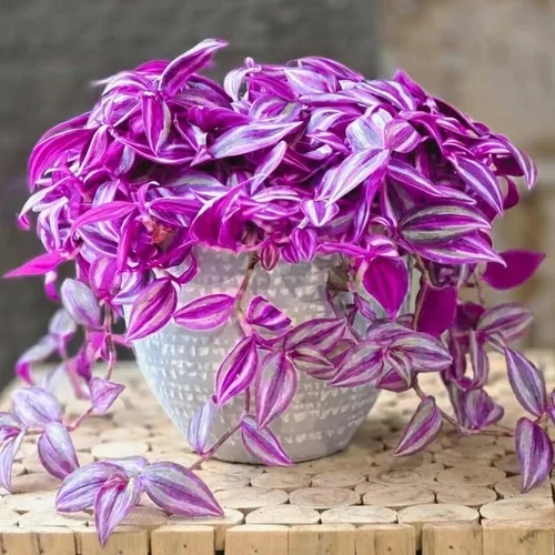 Vista 8 de 2 plantas vivas judías errantes de Tradescantia púrpura