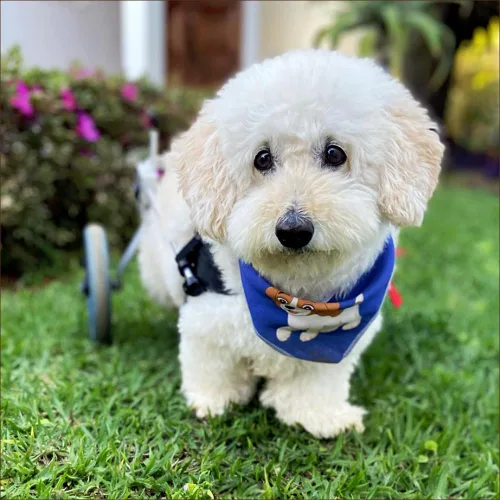 Vista 2 de Silla de ruedas para perro Best Friend Mobility tamaño extra pequeño