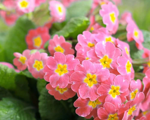 Vista 8 de 50 semillas mixtas de flores de planta de interior con sombra de prímula vulgaris