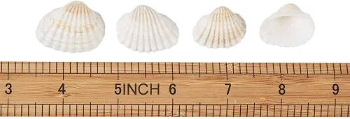 Vista 3 de Conchas marinas pequeñas y blancas en masa, conchas naturales para manualidades, decoración del hogar, relleno de jarrones