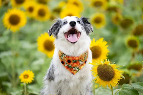 Vista 2 de Bandana de girasol para perro, bandana floral para perros pequeños, medianos y grandes