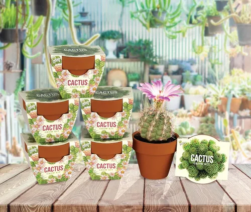 Vista 7 de BUZZY Semillas de terracota Mini macetas de cultivo Kit de iniciación de hierbas, plantas, flores para niños y adultos Mini cactus paquete de 6