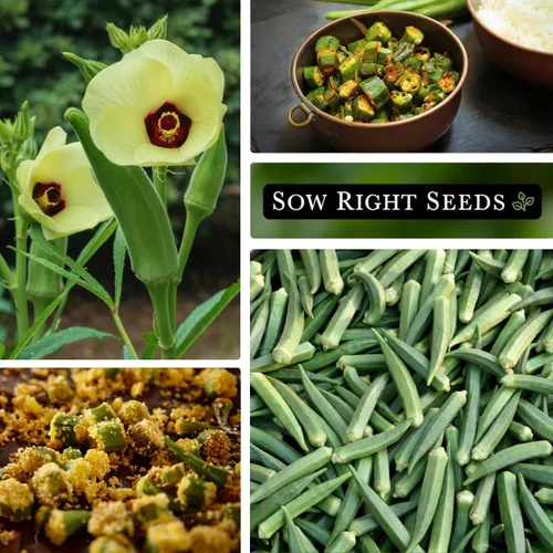Vista 4 de Sow Right Seeds - Semillas de okra esmeralda para plantar - Paquete de reliquia sin OMG con instrucciones para plantar un huerto casero - Cápsulas