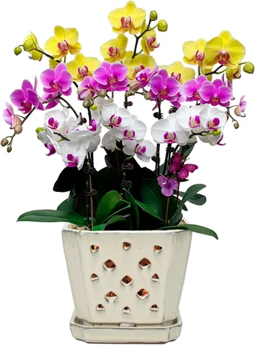 Vista 9 de W&W Ceramic Orchid Pot with Holes and Saucer for Repotting, Blue, 7" Azul