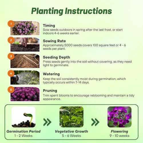 Vista 4 de Outsidepride Oriental Nights Alyssum Seeds - 5000 semillas anuales, tolerantes a la sequía y aptas para polinizadores con flores de miel fragantes