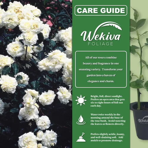 Vista 2 de Prosperity Rose Bush - 2 plantas iniciadoras vivas en macetas de cultivo de 2 pulgadas, rosa de té híbrida bellamente fragante, una belleza versátil