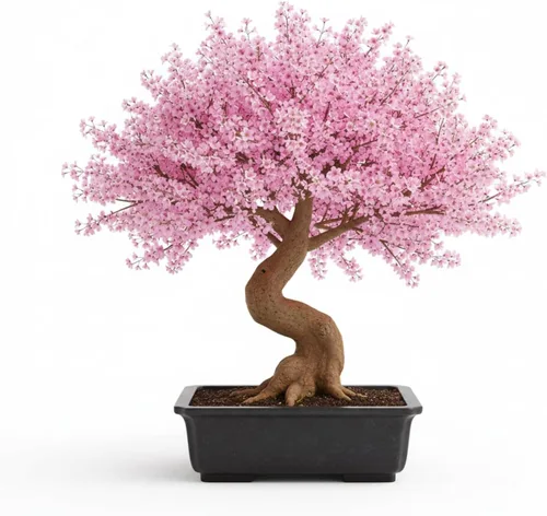 Vista 2 de Semillas de flor de cerezo japonés, semillas de bonsái, paquete de 30 semillas de árbol bonsái