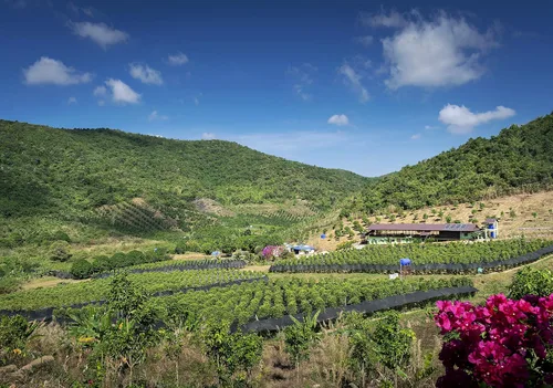 Vista 4 de Pimienta Organic Kampot, granos de pimienta Camboyanos únicos seleccionados