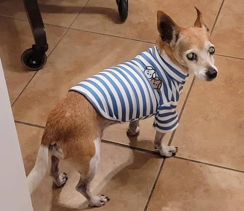 Vista 6 de Camisa de cuello alto para perro, lindo bordado de perrito, sudadera súper suave para perro, jersey elástico a rayas para cachorro, para gatos