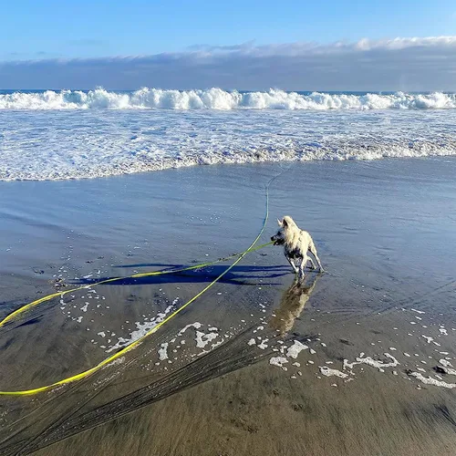 Vista 5 de ZALER Correa Larga para Perro Impermeable Correas de Entrenamiento 50ft 30ft 20ft 15ft 10ft 6ft, A Prueba de Olores Correa Larga de Llamada