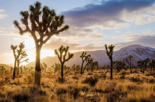 Vista 2 de Yucca Brevifolia Joshua Tree Seeds, paquete de 10 semillas por Seeds2Go
