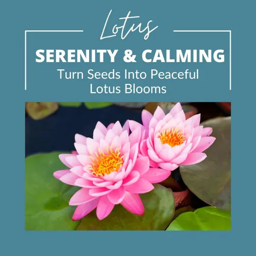 Vista 5 de Lotus Seeds (paquete de 10) – Loto de agua acuática para plantar – Cultivar en estanque Koi, cuenco o contenedor – Planta de jardín de agua