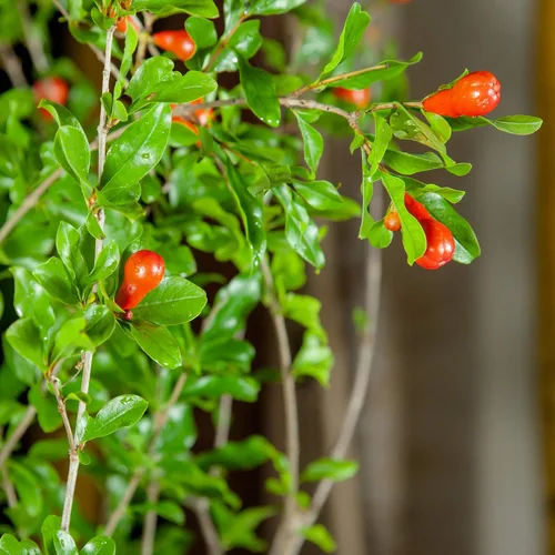Vista 6 de Perfect Plants Wonderful Pomegranate Tree, 2 Gallon, Live Plant Self-pollinating with large red fruit ripening in September, zones 8-11, showy