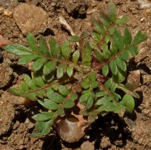Vista 4 de Globe Gilia Seeds, Gilia capitata, paquete de 5000 semillas por Seeds2Go