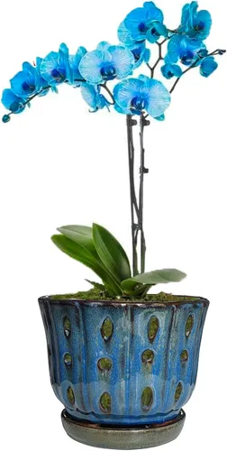 Vista 8 de Maceta redonda de orquídea de cerámica de 6 pulgadas con agujeros (azul oscuro)