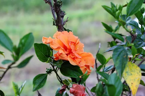 Vista 9 de 5 Seeds Orange Climbing Rose Rosa Bush Vine Climber Fragrant Butterfly Flower Seeds
