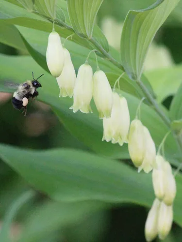 Vista 2 de Great Solomons Seal Seeds para plantar (30 semillas) - Polygonatum biflorum - Impresionantes flores lloronas y frutales