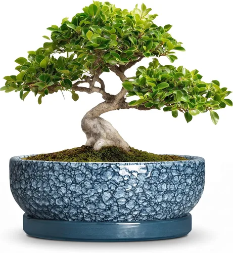 Vista 29 de Succulent Pots, 6 Inch Ceramic Bonsai Pots with Saucer, Blue