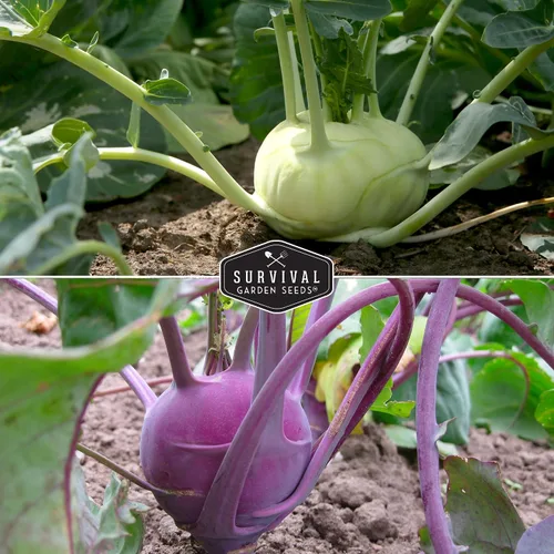 Vista 4 de Colección de semillas de colinabo para plantar, 2 paquetes para plantar y cultivar plantas de colinabo de Viena blanca y púrpura de Viena - Cebollas