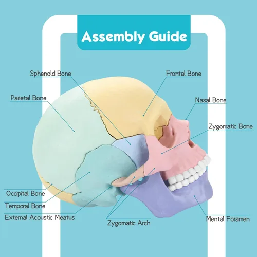 Vista 2 de Nuevo modelo de calavera de anatomía humana 2026, rompecabezas de 17 partes con 10 tarjetas flash de conocimiento, mini modelo médico desmontable