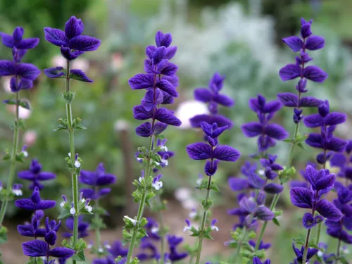 Vista 2 de Clary Sage Blue Monday 500 Seeds (Salvia horminum) Heirloom - Open Pollinated