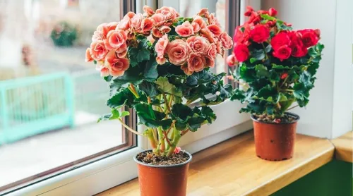 Vista 2 de Eleva tu begonia con la mezcla orgánica de tierra de Gardenera - Cultiva flores más saludables y vibrantes - 1 cuarto de galón