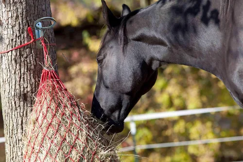 Vista 3 de Gancho para cubo de alimentación de caballo, soporte para cubo de agua para caballo/suministros estables (paquete de 2)