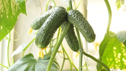 Vista 2 de Semillas de pepino de interior autopolinizado gigante decapado vegetal sin OMG
