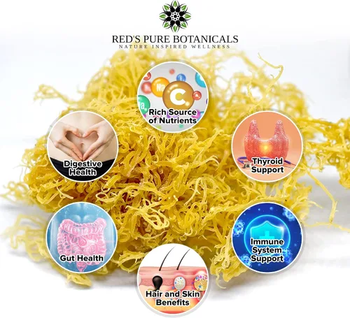Vista 2 de Wildcrafted Sea Moss – Musgo marino irlandés saludable, musgo marino crudo de rocas y camas marinas de Santa Lucía – 4 oz seco hace 60-80oz Seamoss