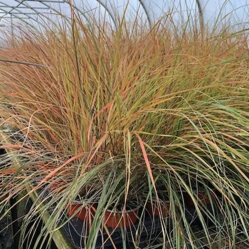 Vista 7 de Outsidepride - 250 semillas de la hierba ornamental perenne paja brava (Stipa arundinacea [Pheasant Tails]) para sembrar