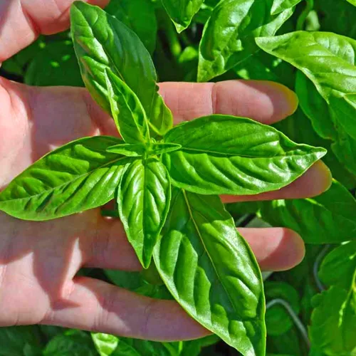 Vista 3 de 4 plantas de albahaca, plantas de albahaca dulce vivas para interiores, plantas de hierbas vivas, de 4 a 6 pulgadas