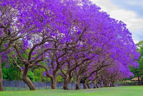 Vista 2 de 50 semillas de árbol de jacaranda azul, impresionante árbol en flor, fabricado en Estados Unidos, se envía desde Iowa