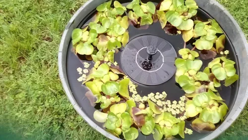 Vista 4 de Solatec - Fuente solar, bomba de fuente de baño para pájaros de 1.3 W, kit de panel solar, bomba sumergible de riego al aire libre para estanque