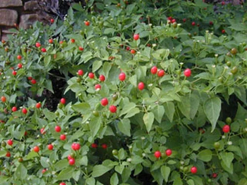 Vista 6 de Chile Pequin Peppers - Pequeños chiles rojos brillantes - Empacan un ponche (10 - Semillas)