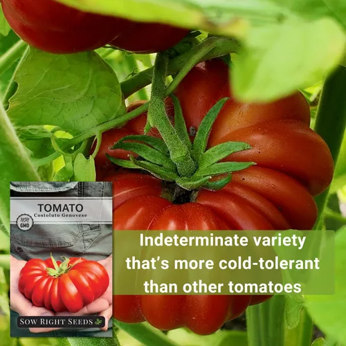 Vista 9 de Sow Right Seeds - Semilla de tomate genovesa Costoluto para plantar verduras Plante reliquia única indeterminada sin OMG en un huerto doméstico al