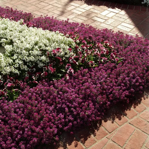 Vista 7 de Outsidepride Deep Purple Alyssum Seeds - 1,000 piezas anuales, tolerantes a la sequía y aptas para polinizadores, fragantes flores primaverales
