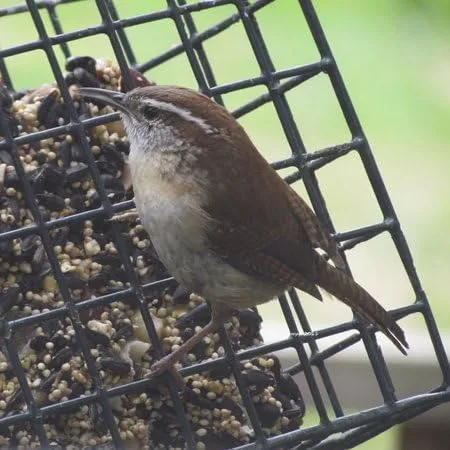 Vista 3 de 3dRose apr_21155_1 House Wren Delantal de longitud completa, 22 x 30 pulgadas, blanco, con bolsillos