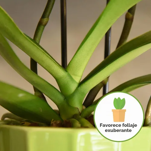 Vista 5 de Perfect Plants - Mezcla natural para macetas de orquídeas, 4 cuartos de galón, mezclada a mano en pequeños lotes, ideal para Phalaenopsis de todo