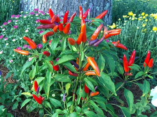Vista 5 de Más de 50 semillas de pimiento picante ornamental para mascarada, mezcla de verduras