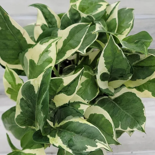 Vista 8 de Pothos NJoy - Planta de interior viva de 4 pulgadas, maceta establecida abigarrada Epipremnum Aureum de fácil cuidado, planta de interior de follaje