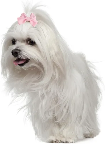 Vista 6 de 20 lazos para el pelo de perros pequeños color rosa claro, lazo para el pelo a granel con bandas de goma elásticas de encaje con diamantes