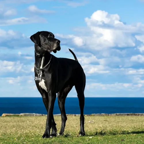 Vista 2 de Etiquetas de identificación personalizadas para mascotas, etiquetas de identificación para mascotas pequeñas o grandes, grabadas en ambos lados