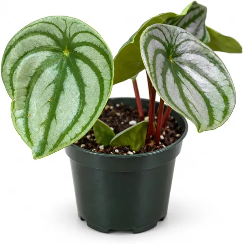 Vista 8 de Peperomia Ecuador Planta viva - Decoración
