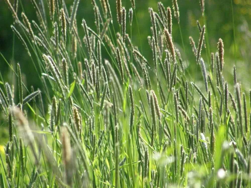 Vista 3 de Climax Timothy Grass Seeds, 1 libra por Seeds2Go