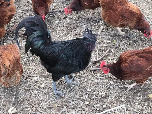 Vista 4 de Huevos para incubar de pollo criados en orgánicos (12 huevos)