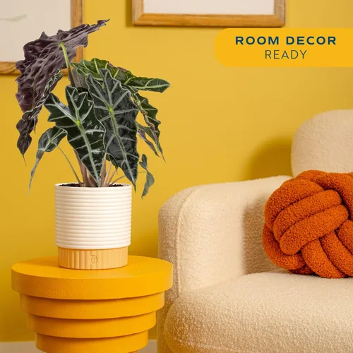 Vista 2 de Costa Farms Alocasia Polly - Planta viva en maceta decorativa, planta de interior perfecta para decoración del hogar, habitación u oficina, gran